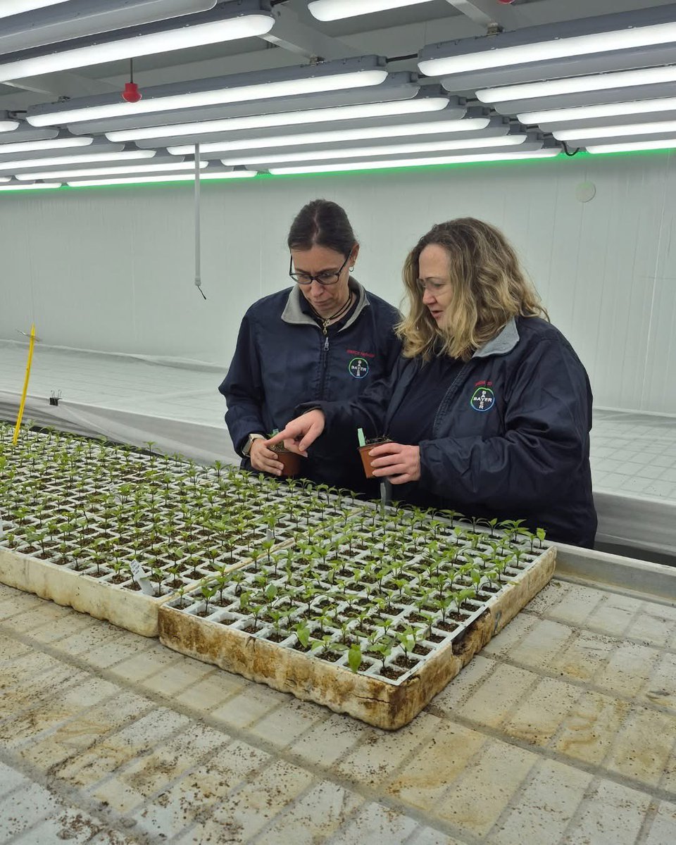 Bayer Crop Science España tweet media