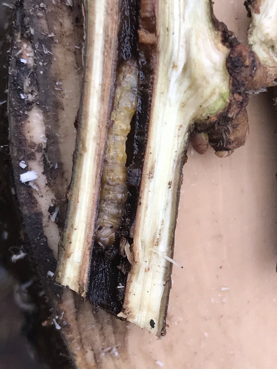 russell miller tweet media