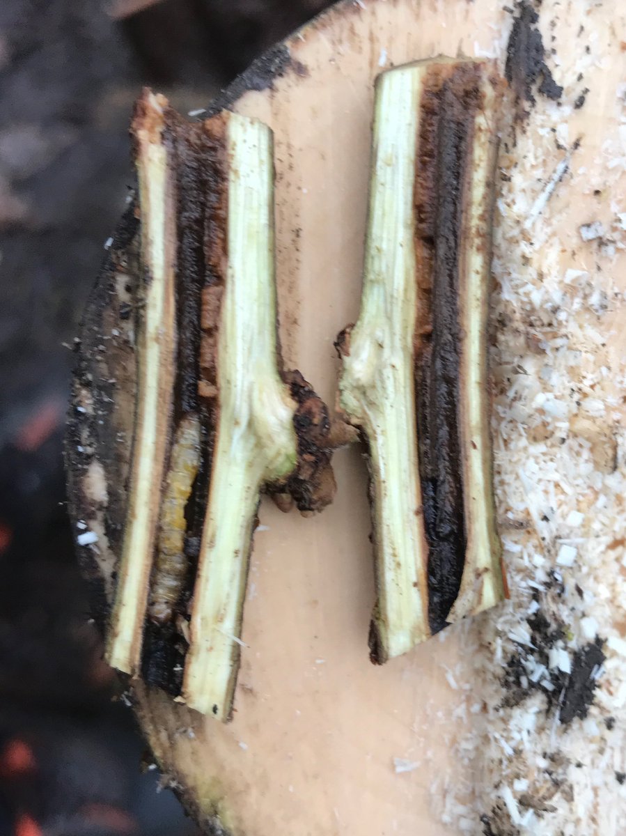 russell miller tweet media