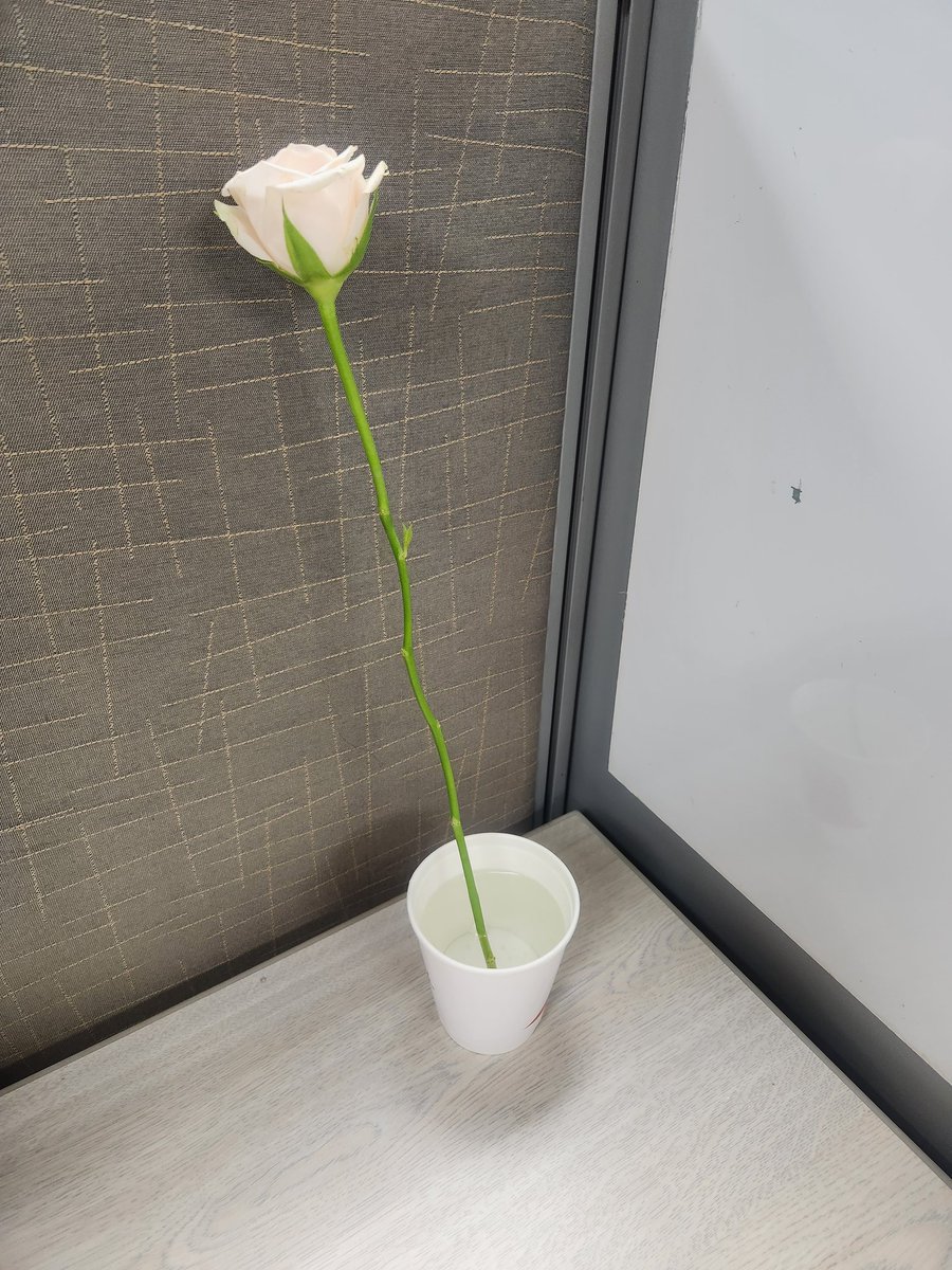 The Wellness Office has issued a Standard Single-Stem Gratitude Token (SSGT) in accordance with the February 14th Employee Connection Initiative.  #severance #Lumon