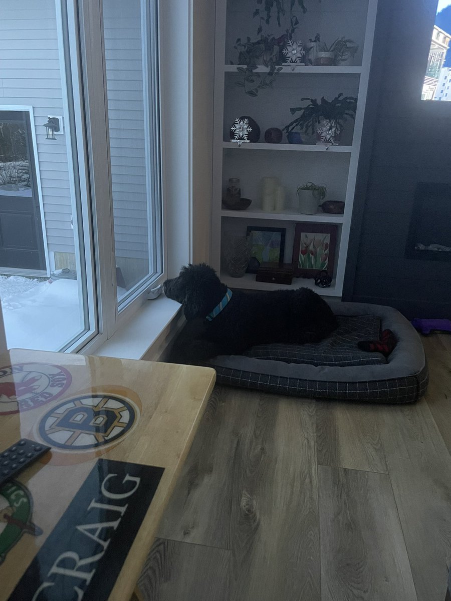 KingstonPoodle's tweet photo. Don’t mind me guys, just laying here wishing and dreaming of spring flowers and warm summer days!! 🐾❤️🐾🥰🌞🕶️#KingstonPoodle #StandardPoodle #dogsoftwitter https://t.co/d1qhkHJ9cf