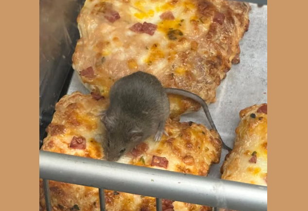 Agnieszka Walczak tweet media