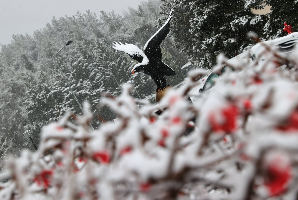 Besiktas's tweet photo. 📍 BJK Nevzat Demir Tesisleri. ❄ https://t.co/OmLqDceyXr