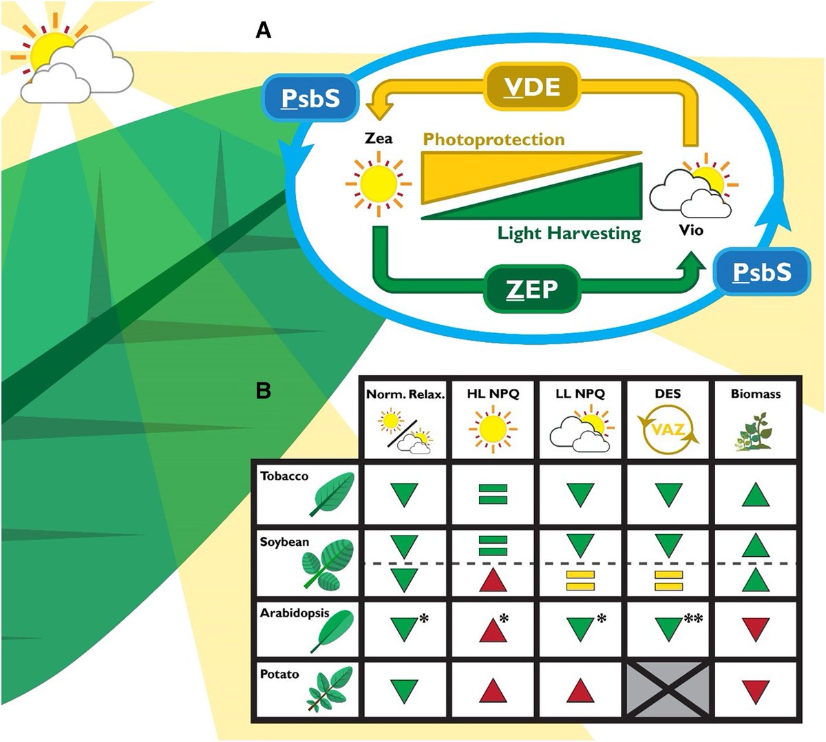 Abiotic stress in plants (Green Survivors) (@abioticstress) on Twitter photo Review by Croce et al. <a href="/McCormick_Lab/">McCormick Lab</a> <a href="/DrTracyLawson/">Tracy Lawson</a> <a href="/LancasterUni/">Lancaster University</a> <a href="/LancsPhotosynth/">Lancaster Photosynthesis Group</a> <a href="/SBSatEd/">Biological Sciences | University of Edinburgh</a> <a href="/ThePlantCell/">The Plant Cell</a> <a href="/ASPB/">ASPB</a>
Perspectives on improving #photosynthesis to increase crop #yield
academic.oup.com/plcell/article…
#PlantSci <a href="/CATSteam1/">CATS-team (curated by Rozenn Le Hir)</a> <a href="/sci_plant/">Plant Science</a> <a href="/ecarmosilva/">ElizabeteCarmo-Silva</a> Review by Croce et al. <a href="/McCormick_Lab/">McCormick Lab</a> <a href="/DrTracyLawson/">Tracy Lawson</a> <a href="/LancasterUni/">Lancaster University</a> <a href="/LancsPhotosynth/">Lancaster Photosynthesis Group</a> <a href="/SBSatEd/">Biological Sciences | University of Edinburgh</a> <a href="/ThePlantCell/">The Plant Cell</a> <a href="/ASPB/">ASPB</a>
Perspectives on improving #photosynthesis to increase crop #yield
academic.oup.com/plcell/article…
#PlantSci <a href="/CATSteam1/">CATS-team (curated by Rozenn Le Hir)</a> <a href="/sci_plant/">Plant Science</a> <a href="/ecarmosilva/">ElizabeteCarmo-Silva</a>