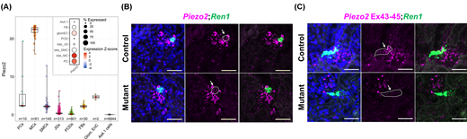 Portland Press (@pppublishing) on Twitter photo New research from Clinical Science Associate Editor, <a href="/MLSequeiraLopez/">M L Sequeira-Lopez</a> tests the hypothesis that Piezo2 controls renin synthesis and/or release in Renin-expressing juxtaglomerular cells
doi.org/10.1042/CS2024… New research from Clinical Science Associate Editor, <a href="/MLSequeiraLopez/">M L Sequeira-Lopez</a> tests the hypothesis that Piezo2 controls renin synthesis and/or release in Renin-expressing juxtaglomerular cells
doi.org/10.1042/CS2024…