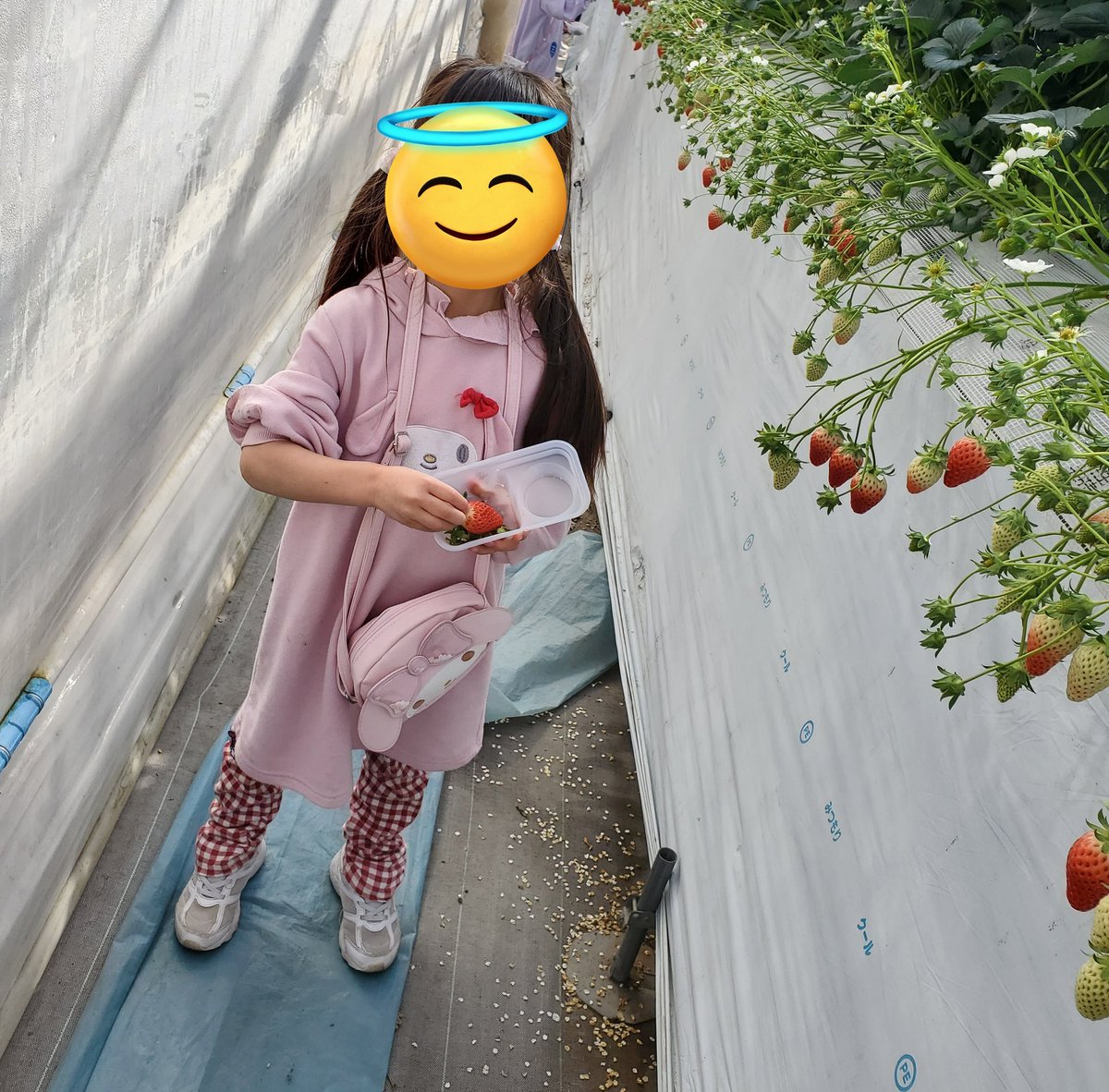 今日は子供と、いちご狩りに行って、サイボク行って、遊べるカフェ行っ