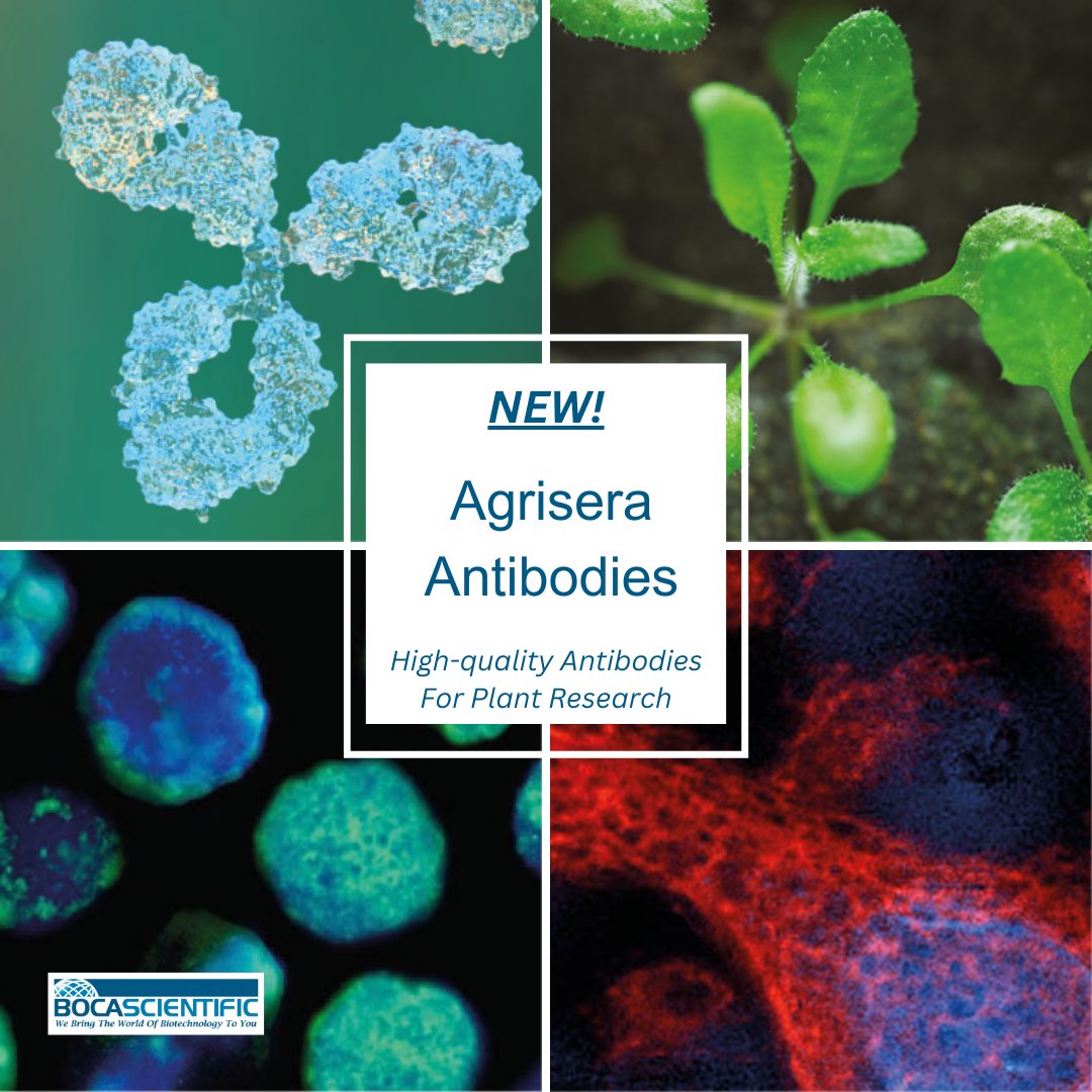 We are thrilled to announce our NEW product line: <a href="/agrisera/">Agrisera</a> Antibodies! These antibodies are ideal for plant and algal research, and offer reactivity to thousands of species. #antibodies #plantresearch #Plantcellbiology

See them on our website here: bocascientific.com/brands/agrisera