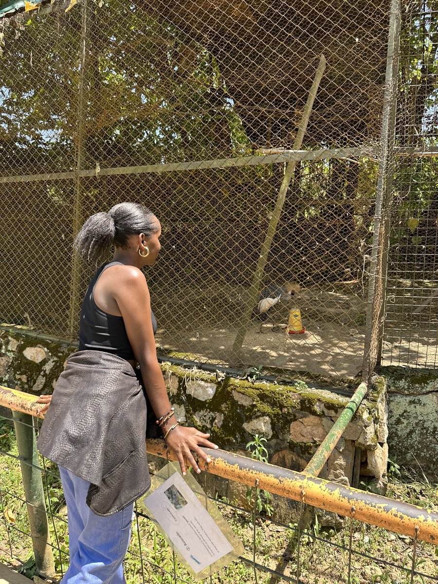 The Grey Crowned Crane is Uganda's 🇺🇬national bird, proudly featured on the country's flag 🇺🇬🌺