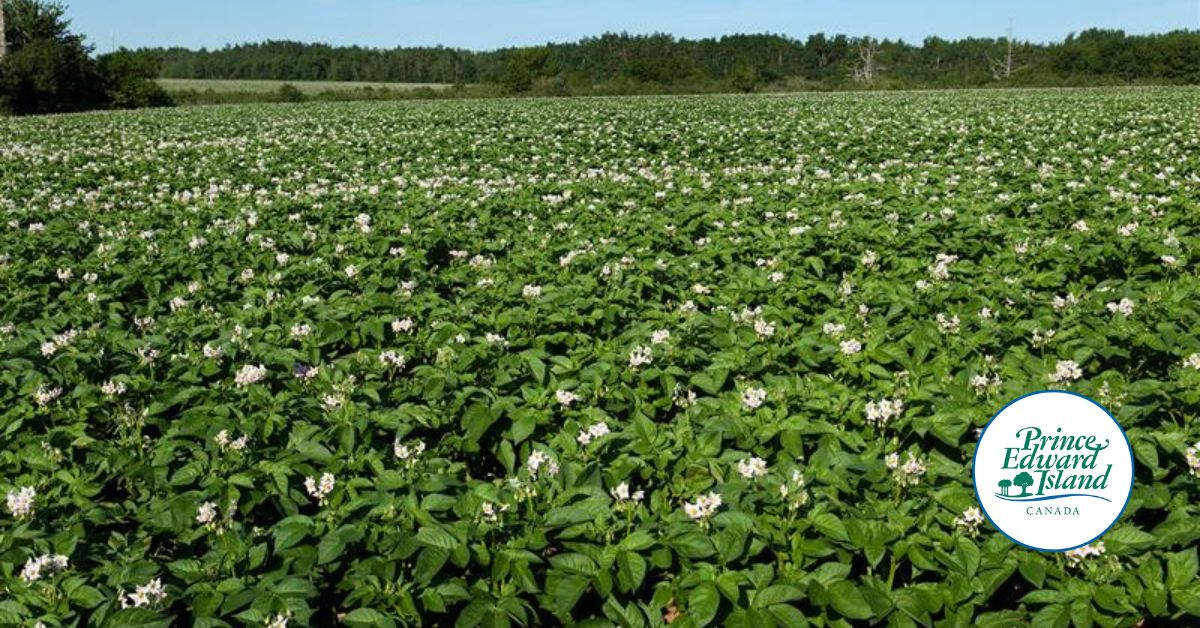 Happy National Agriculture Day!
Take a moment to appreciate the incredible work that goes into growing the food we enjoy. Share your love for local farms and producers today!
#NationalAgDay #Farmers #Agriculture #ThankAFarmer #SupportLocal