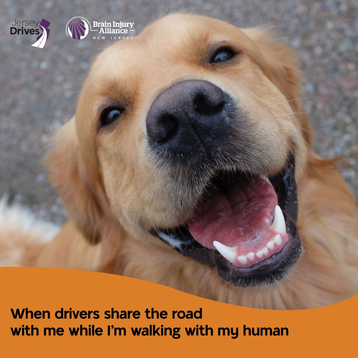 Share the road with paws, pedals, and pedestrians—it’s paws-itively the right thing to do!