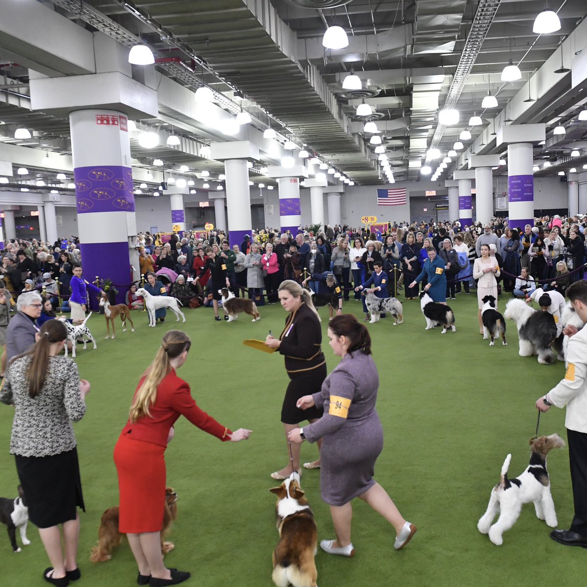 Westminster Kennel Club tweet media