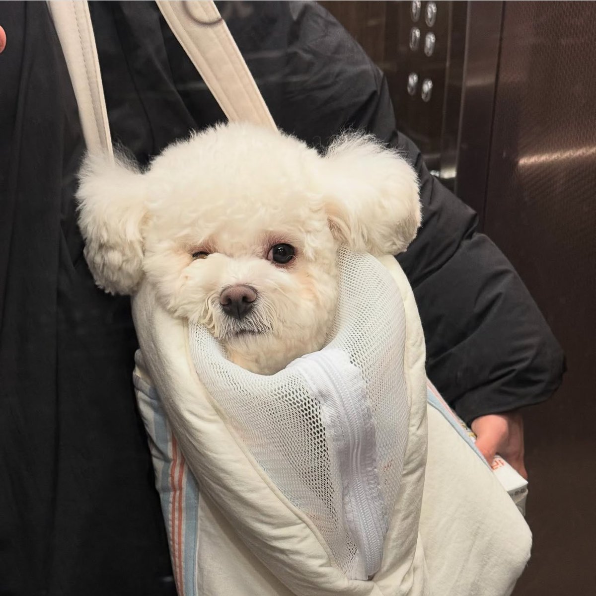 0_ming0507's tweet photo. 홀리 너무 귀엽짜낙��� https://t.co/dNtpu0yP2V