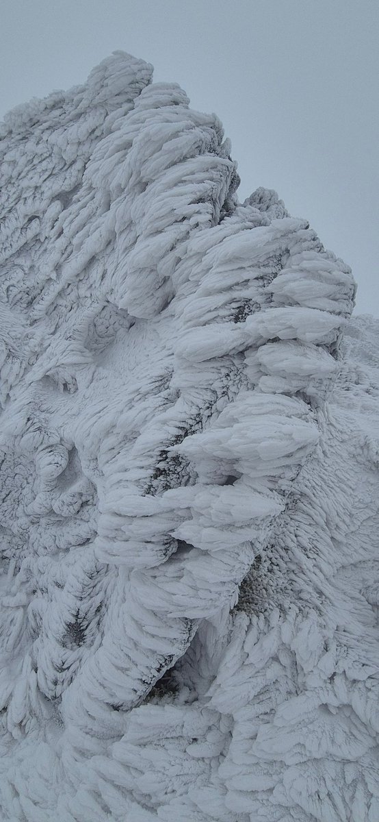 Rime! A cold easterly airstream &amp; cloud cover for the last few days has coated the #Helvellyn fells in spectacular #rime ice - delicate feathers of ice which grow into the wind &amp; form when a cold damp airstream hits a cold object. Zac