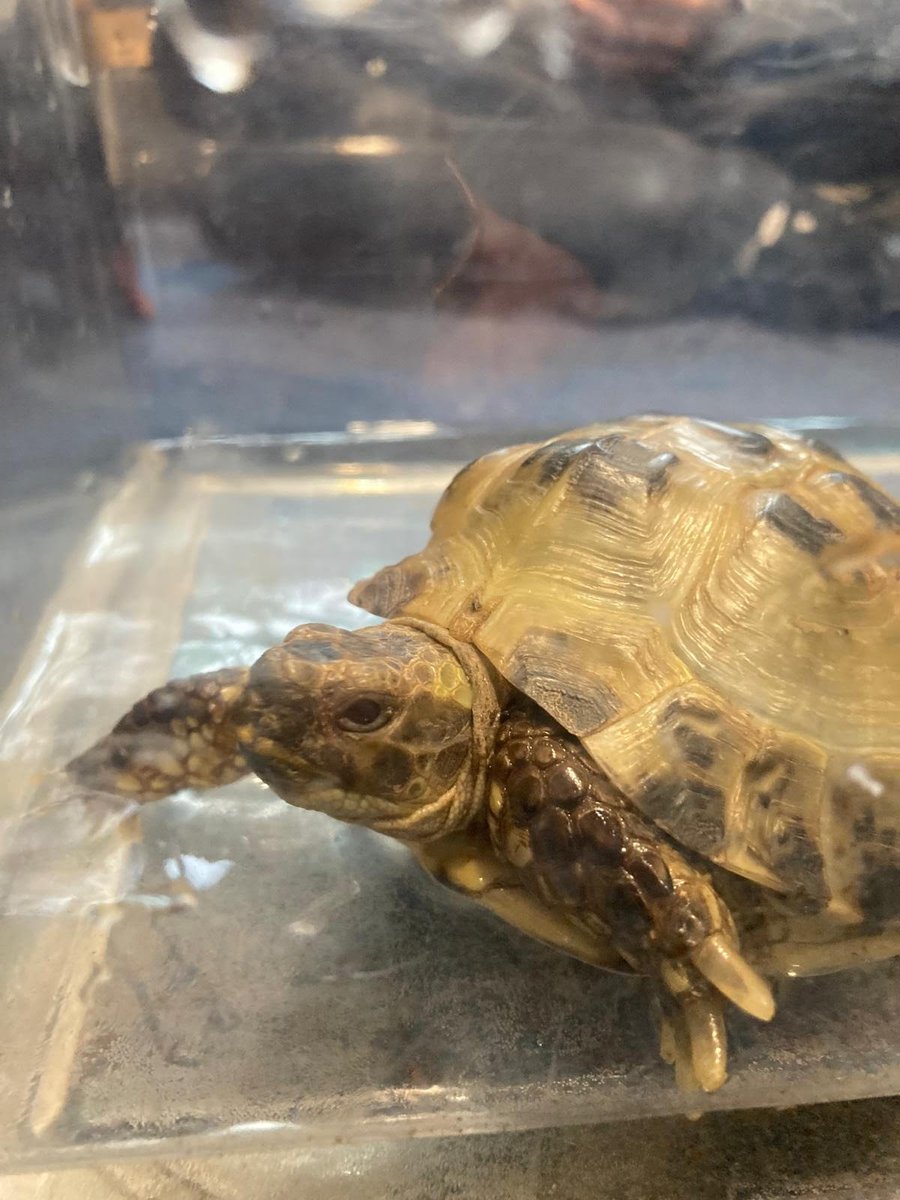 Tiny has emerged from hibernation, warmer weather must be on the way, just in time for the half term break. ☀️☀️🤞