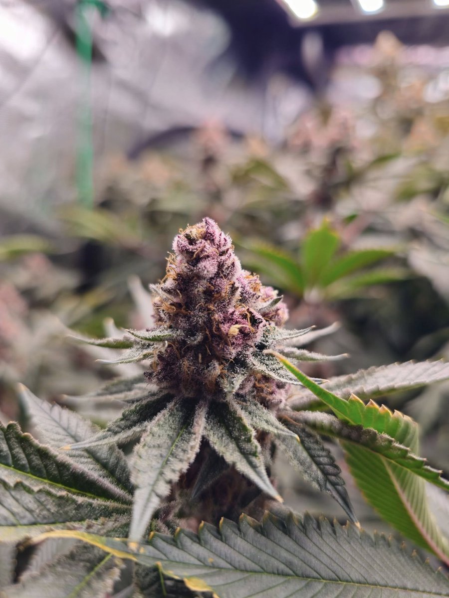 medicgrow's tweet photo. Purple perfection!πCheck out these stunning plants grown with the Smart-8 by Hector Negron . β¨ What's your secret to cultivating such vibrant colors?
Share your tips below!
#PurplePower #Smart8 #GrowYourOwn #HomeGardening https://t.co/mMTeBWlz72