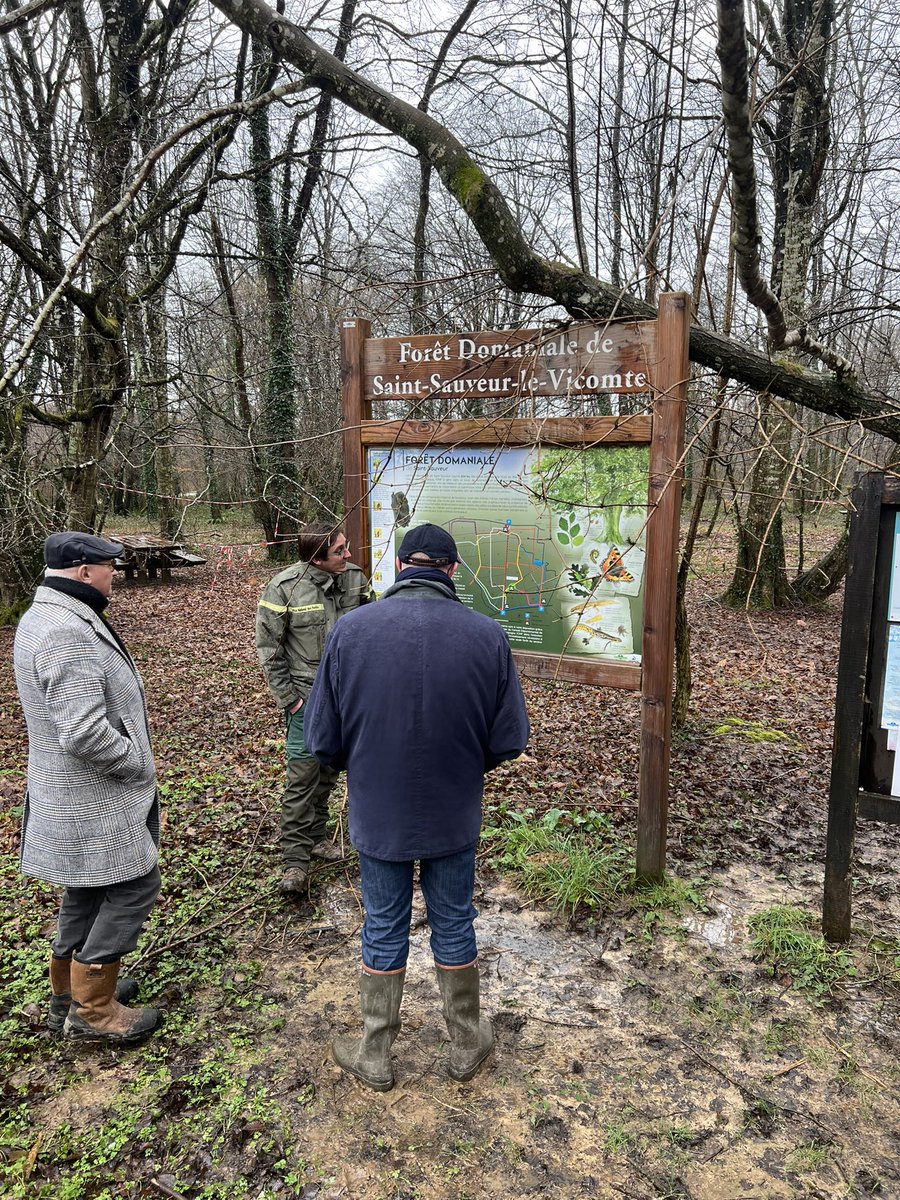 À l’invitation de l’ONF visite dans la forêt domaniale de Saint-Sauveur-Le-Vicomte pour échanger avec les agents sur leur travail et leurs missions. Après #Ciaran la forêt qui a subi de gros dégâts est un chantier exemplaire sur le devenir du 1er massif forestier manchois, 234ha