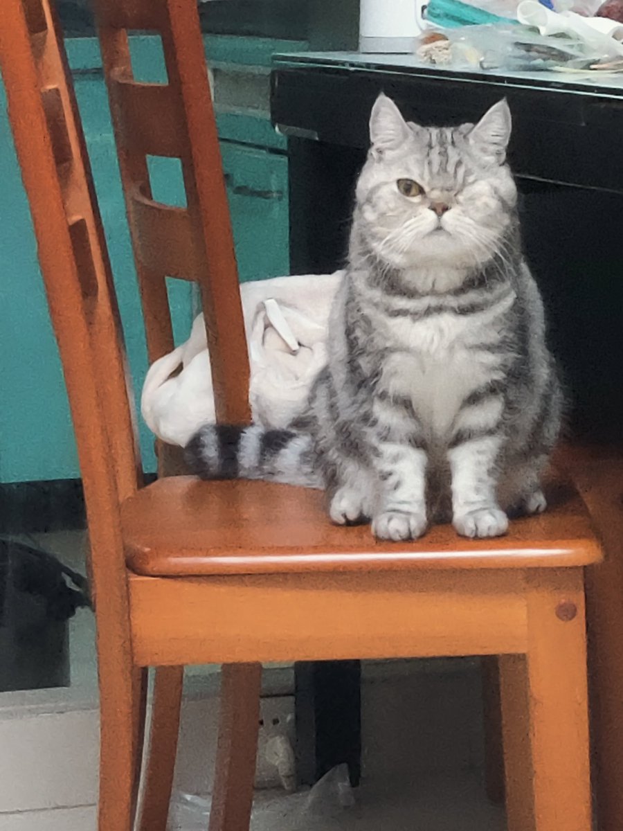 玩偶妹妹🧸(Crazy版） tweet media