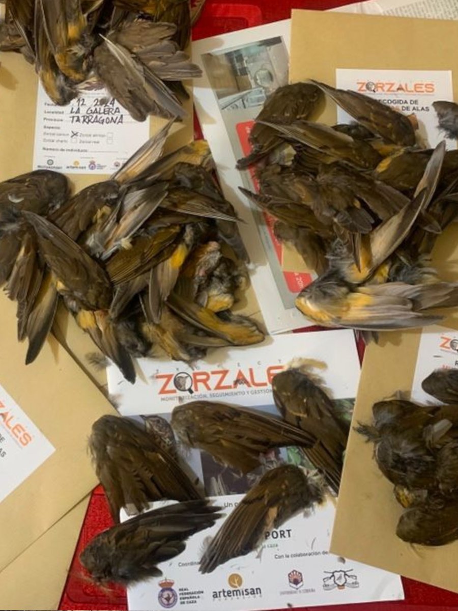 Federació Catalana de Caça tweet media