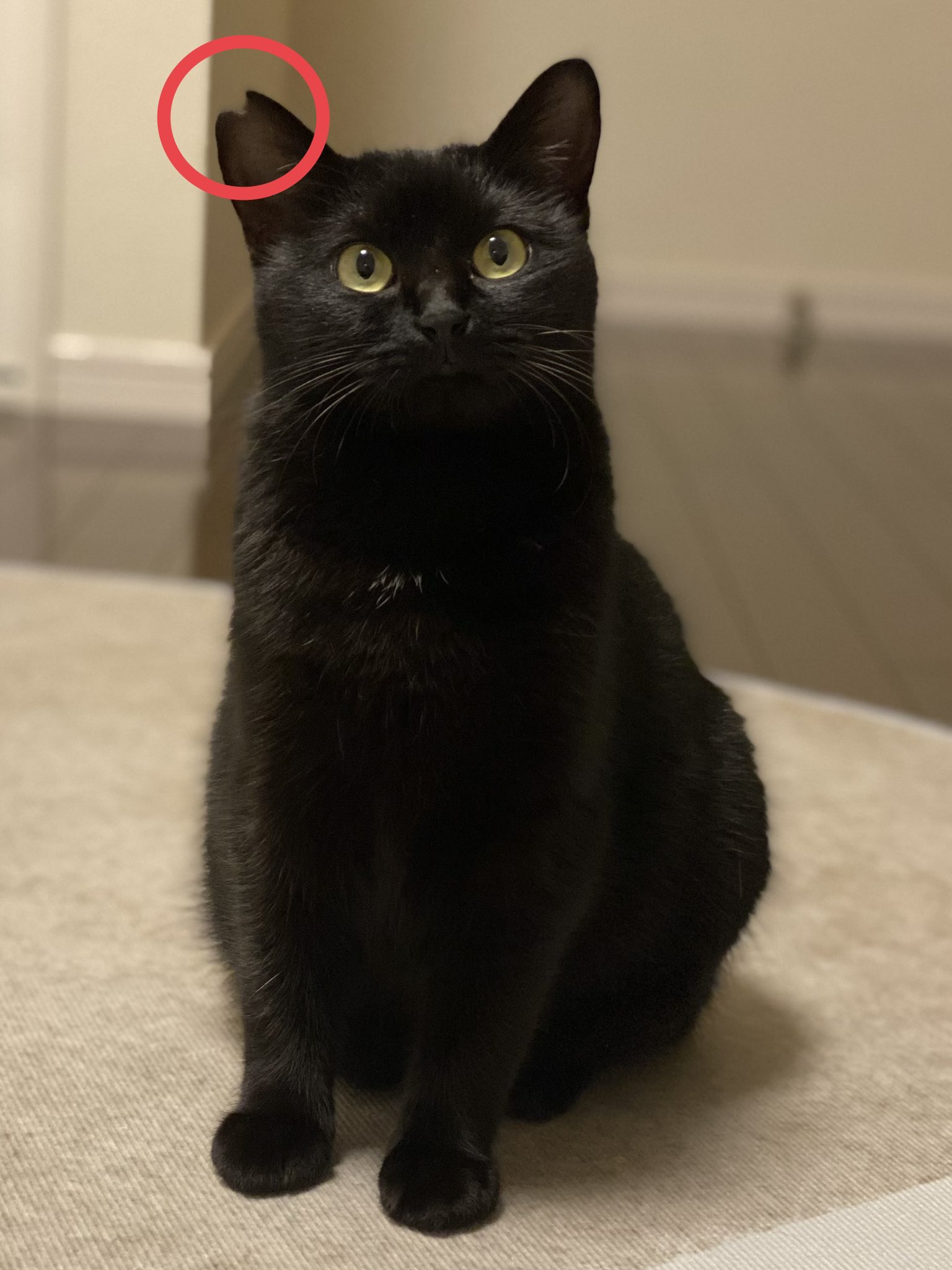 🆘黒猫「みら」探してます🐈‍⬛静岡市🆘 on X: 