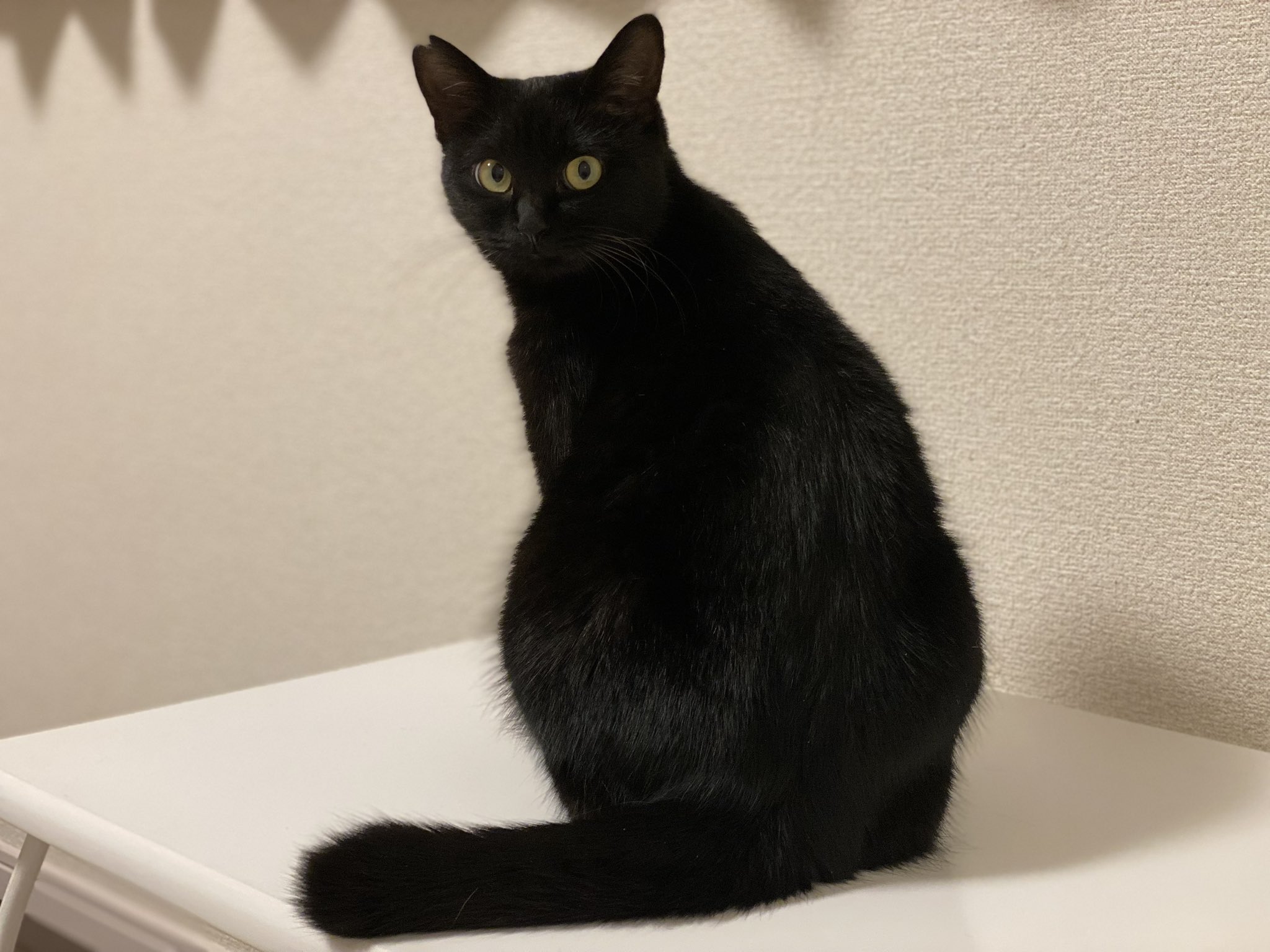 🆘黒猫「みら」探してます🐈‍⬛静岡市🆘 on X: 