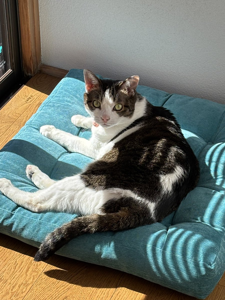 マシュー18歳、桃太もうすぐ4歳❤️