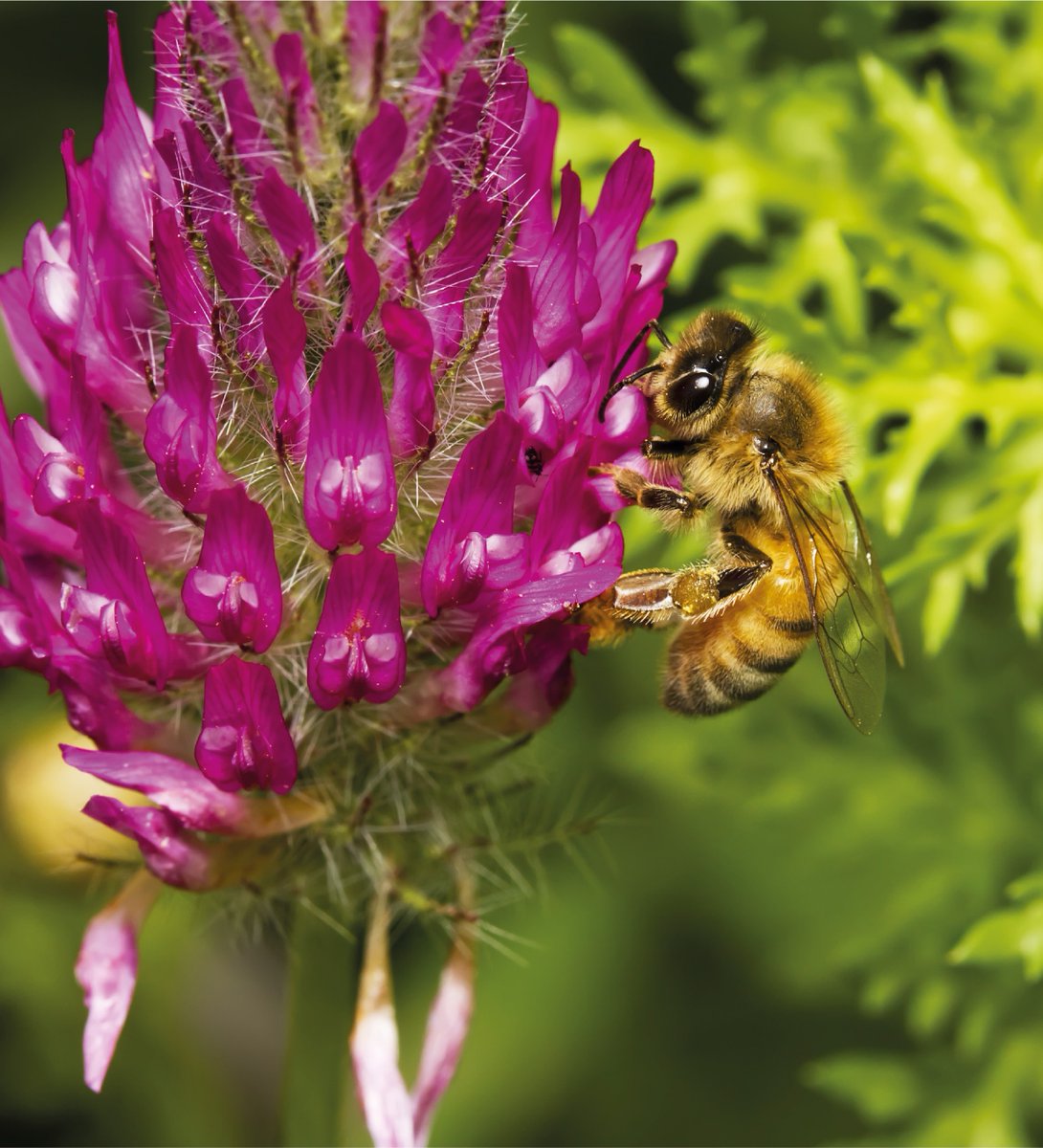 🌼🐝 Offrez une floraison abondante aux abeilles avec notre mélange ISol ProNectar  ! Semez entre le 15 mars et fin avril pour soutenir nos précieuses pollinisatrices. Favorisez la biodiversité et respectez les normes CEPP. 🌱 #SoutienAuxAbeilles #Biodiversité #Pollinisation #3VA