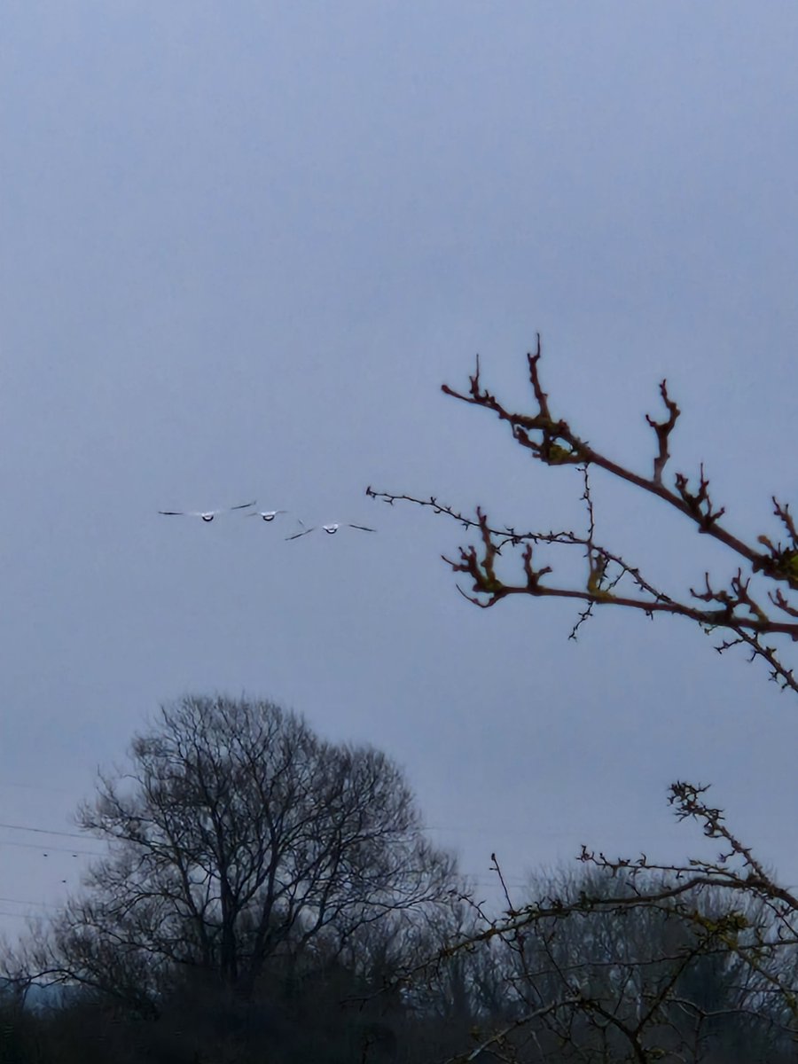 tracehodge17's tweet photo. Nice 3mile buggy walk this morning, but still so grey & dank out there! Still managed to see the swans fly over our heads! #ukrunchat #nature #EarlyYears #EYFS #walking #EYTwitterTagTeam โค๏ธ๐ฆข https://t.co/QhqNqzPFs7