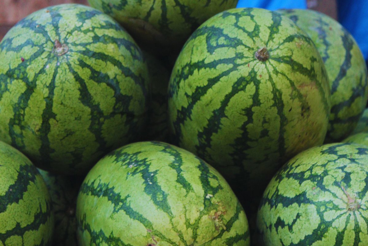 Impulsan una producción #frutihortícola más eficiente

Especialistas del INTA estudian cómo potenciar el desarrollo de diferentes #cultivos mediante la incorporación de bioinsumos, con el fin de incrementar la productividad y mejorar la calidad.

👉🏼bit.ly/4jPIqfh