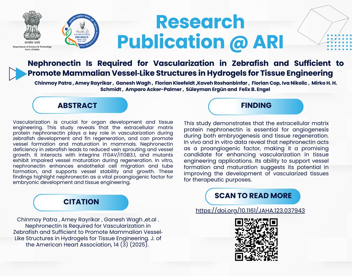 New Research Publication from ARI!

Did you know that nephronectin, an extracellular matrix protein, plays a vital role in blood vessel formation?

This exciting study shows how nephronectin helps vascular development in zebrafish and even boosts vessel growth in mammals!

Read