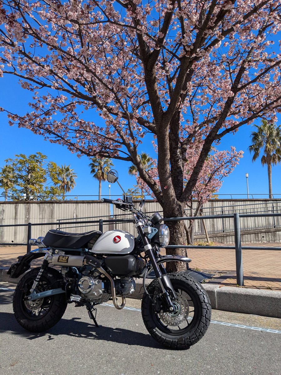 #モンキー125　＃熱海市
こちらはもう咲いているんですねー。