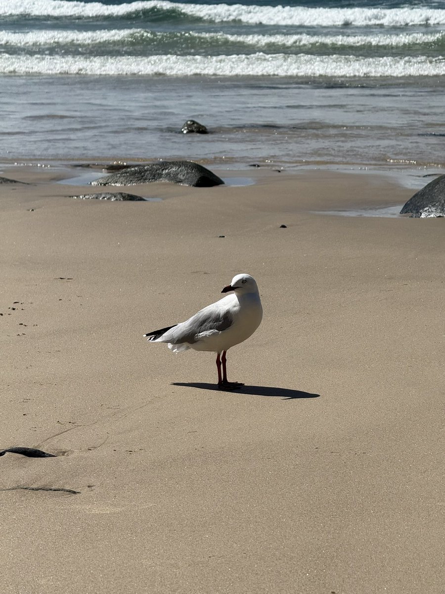 JustDash2 tweet media