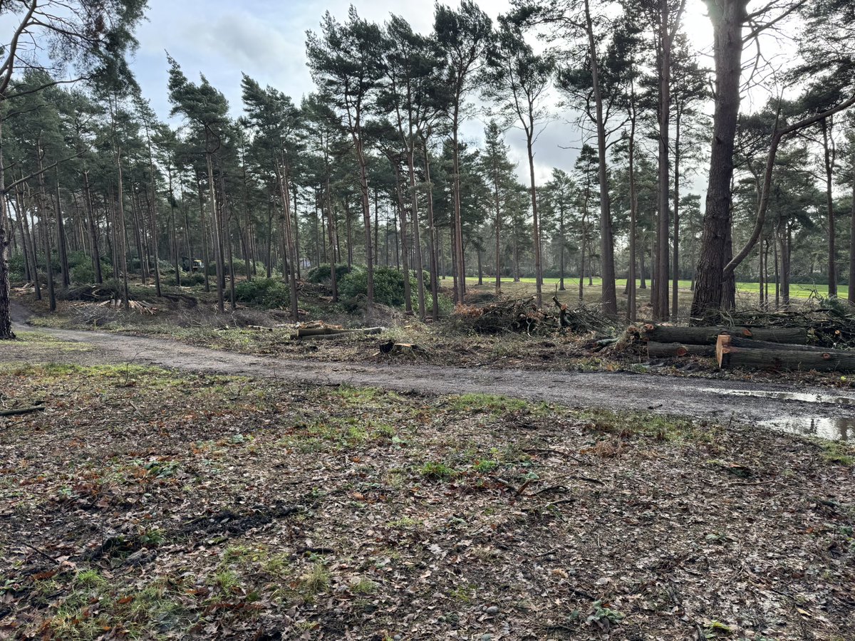 andy ewence (@andyewence) on Twitter photo Full steam ahead with our tree thinning program <a href="/StGeorgesHillGC/">St George's Hill Golf Club</a> on holes 5th,6th, 10th & between 13th & 15th. Great work by Coombes forestry and the greens team at SGH. Going to look amazing when finished. Air & light to help surfaces & our heather regeneration project. Full steam ahead with our tree thinning program <a href="/StGeorgesHillGC/">St George's Hill Golf Club</a> on holes 5th,6th, 10th & between 13th & 15th. Great work by Coombes forestry and the greens team at SGH. Going to look amazing when finished. Air & light to help surfaces & our heather regeneration project.