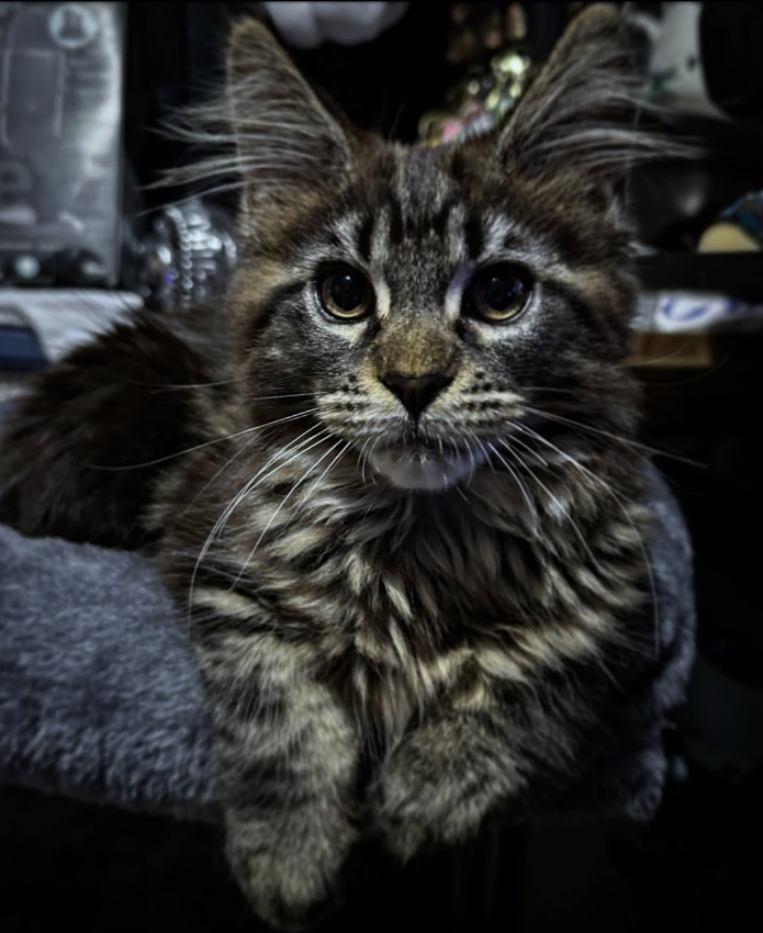 MiniMiss_TTV's tweet photo. Meet my new baby Luna xx <3 https://t.co/Ow7pxoQT6Q