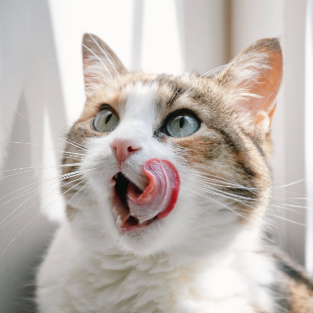 petprotect's tweet photo. Happy #tongueouttuesday - share photos of your #pets with us today

#tongueout #tot #petlovers #dogoftheday #doglovers #catlovers #tuesdaymorning #pets #dogs #cats #rabbits #bunnies #puppy #kitten https://t.co/yBYurBsNoa