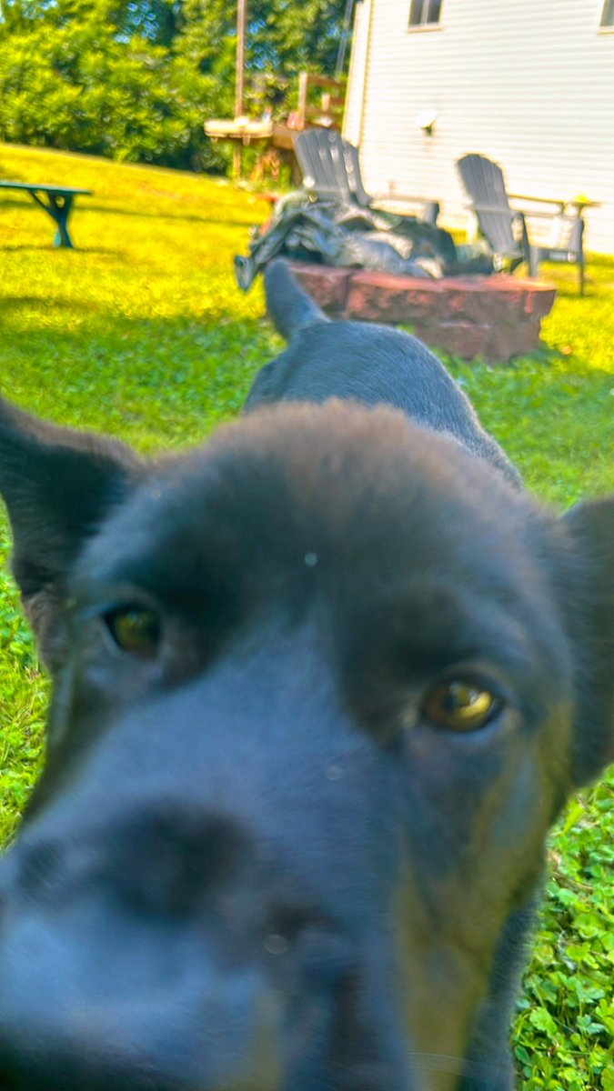 ChicoOnSol's tweet photo. The gatekeeper on chain ⛓️‍💥

If $CHICO approves, you’re good 🔥🐾 

#TopDegenSecurity #CHICO https://t.co/ZdCrJkhGsu