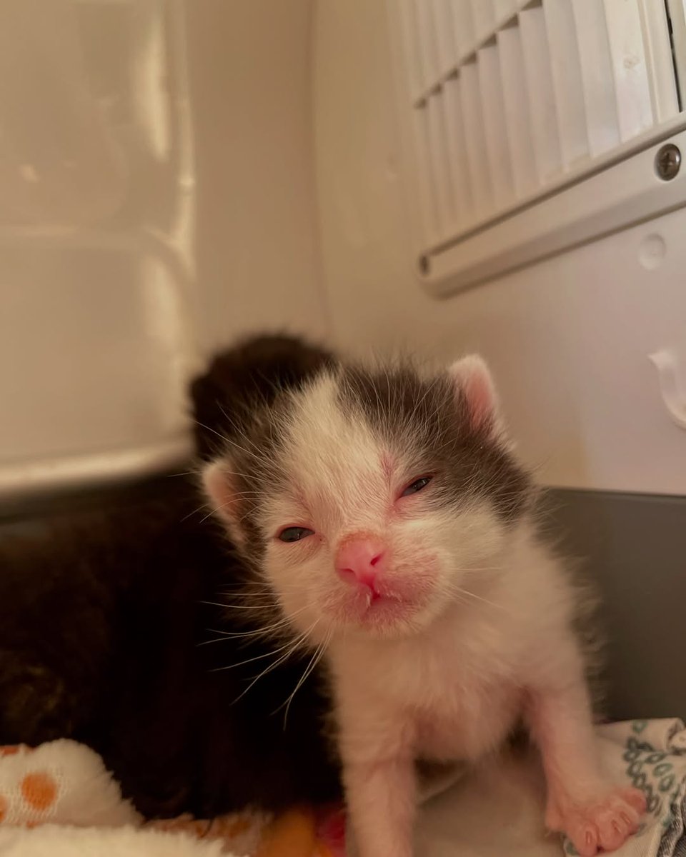 Catsillyness's tweet photo. Just woke up https://t.co/GYyFy7hZHv