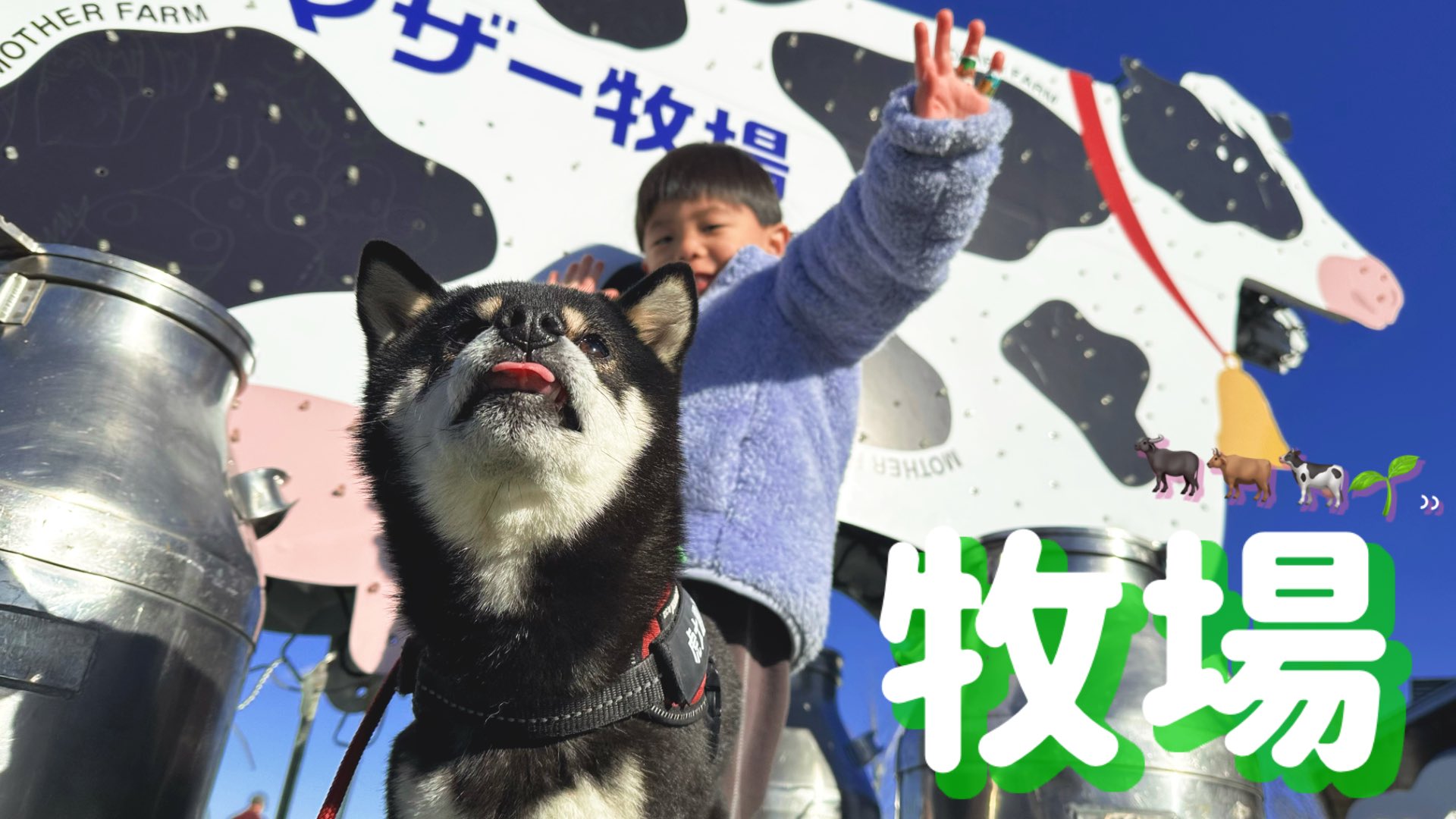 豆柴(極小・黒)🐶虎太郎 (@kotaro_channel1) / X