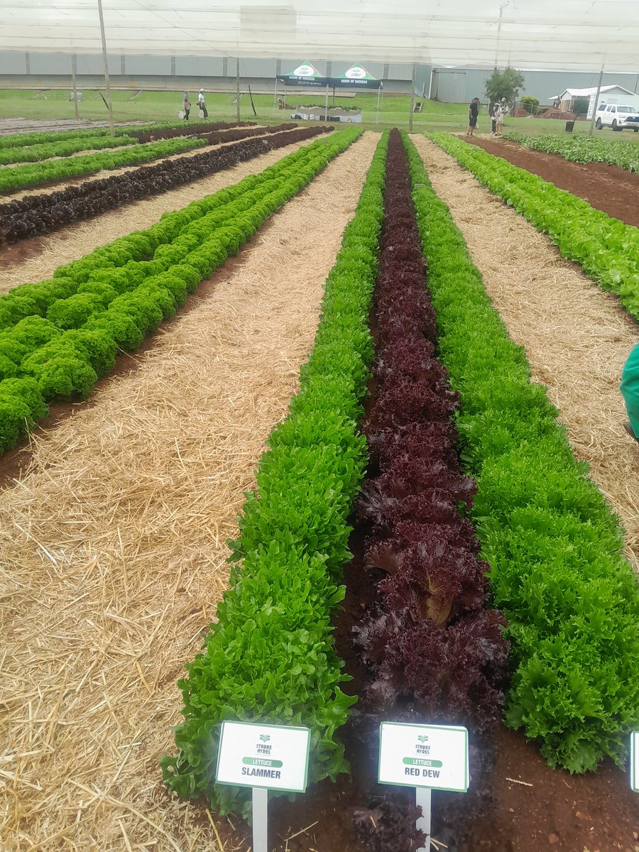 Charterseeds's tweet photo. @Charterseeds and Zimbabwean team @starkeayresAFR Demo field day in South Africa. Look at some scenes of quality genetics. #farming #Charterseeds #seedofsuccess https://t.co/cTt1vgxulV