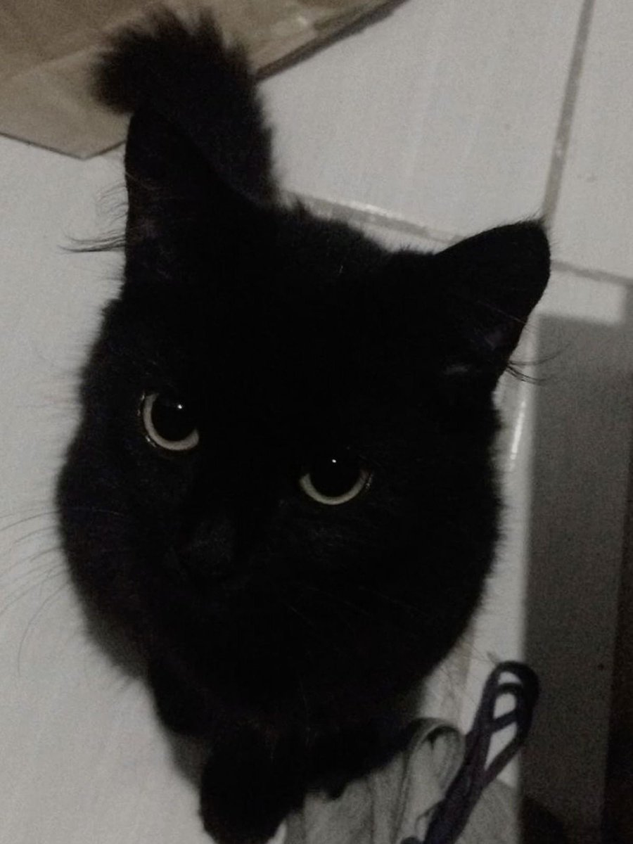 Black cats are not bad luck (@visualscat) on Twitter photo 