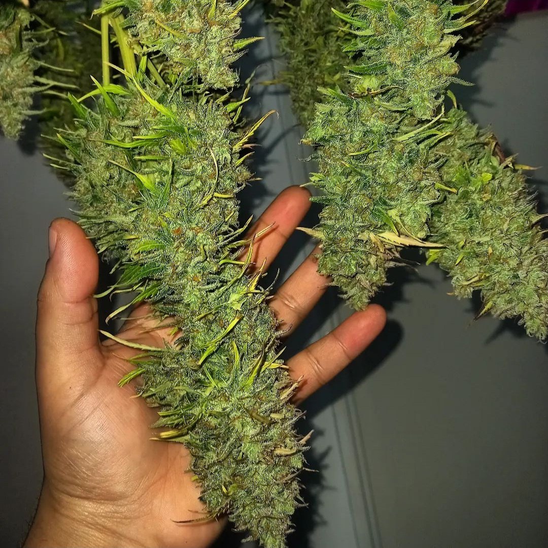 KannabiaSeeds's tweet photo. 💚 Lemon Haze Auto 🍋: Guarantee of success for small and home spaces ✌️✔️

With our #LemonHazeAuto you can enjoy its large and dense buds if you provide it with the light it needs, so now you have a great opportunity to grow it

ℹ️ Now -35% #discount: 👇
https://t.co/oEDyRWHQNw https://t.co/vz8klHt9xC