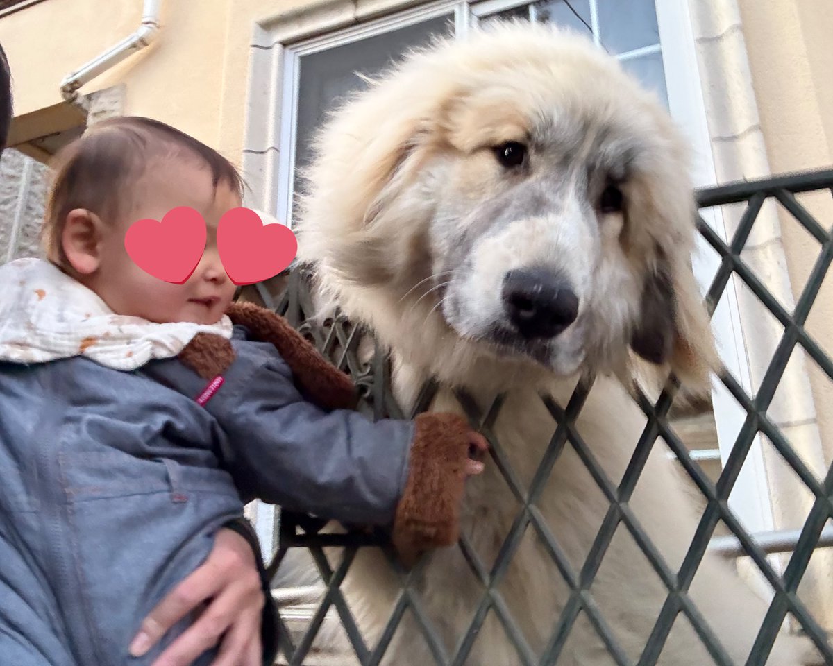 BOOM_0125's tweet photo. 他の犬に浮気してるちゃま君👶
因みにこの子はまだ11ヶ月🐶
ちゃま君の幼馴染になることでしょう❤️ https://t.co/5qlD4Sv6CN
