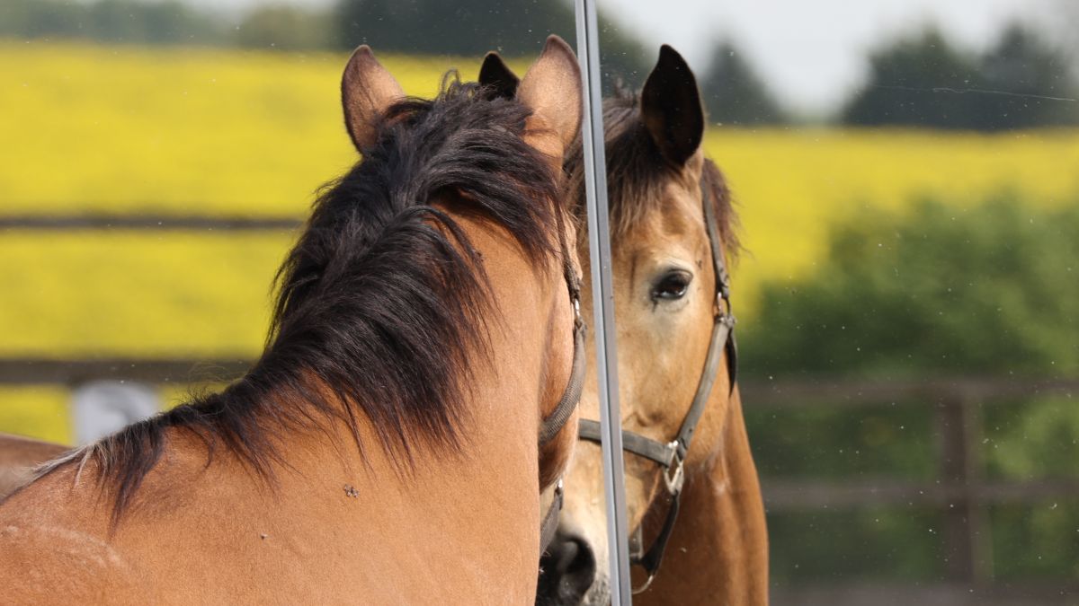 Compassionate Leadership - how can horses help? - mailchi.mp/27a5bd68eb0a/i…