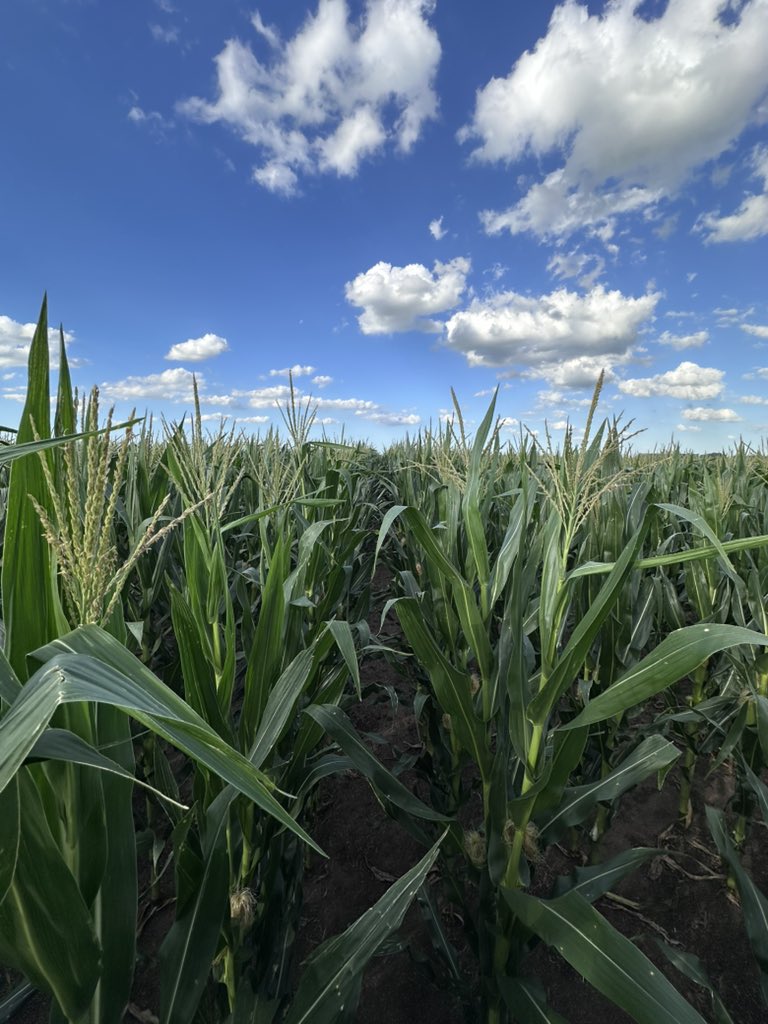 Damian Gopar tweet media