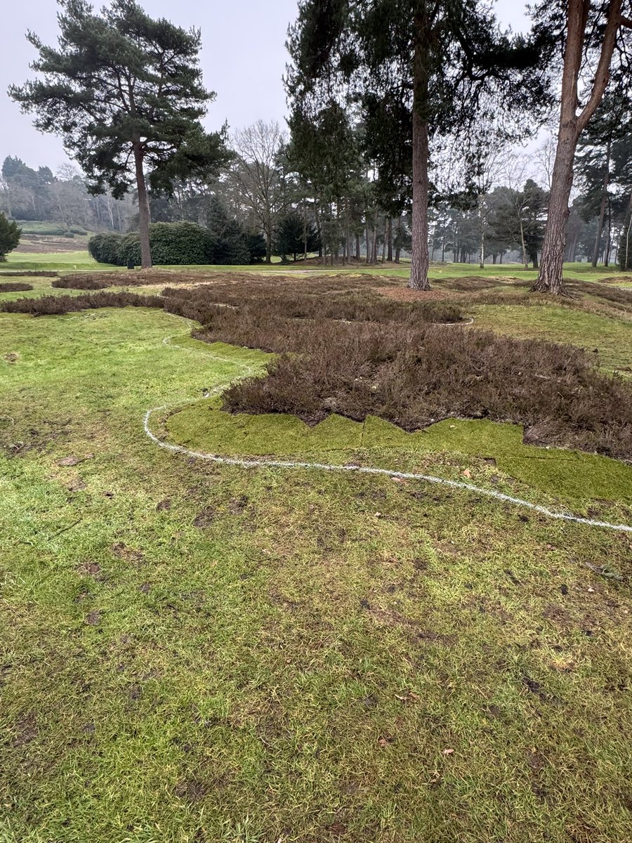 andy ewence (@andyewence) on Twitter photo Great work and vision yet again by the greens team <a href="/StGeorgesHillGC/">St George's Hill Golf Club</a>. Hard work over the Christmas period transplanting heather from off site onto our 9th hole. Visually better off the tee and brings the heather back into play. Great working with <a href="/SurreyWT/">Surrey Wildlife Trust</a> again. Great work and vision yet again by the greens team <a href="/StGeorgesHillGC/">St George's Hill Golf Club</a>. Hard work over the Christmas period transplanting heather from off site onto our 9th hole. Visually better off the tee and brings the heather back into play. Great working with <a href="/SurreyWT/">Surrey Wildlife Trust</a> again.