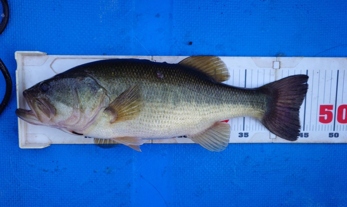 本日の三島ダム　2月11日
計測写真
「この時期、このルアーで釣りたい！」って理由だけで投げ続けたタダマキ132。我ながら男前すぎ！？w
釣れた時の水温は4度。
が、しかーし。シャロー健在。
グッドコンディションはもうさしてます！興奮MAX。鼻血出そうw