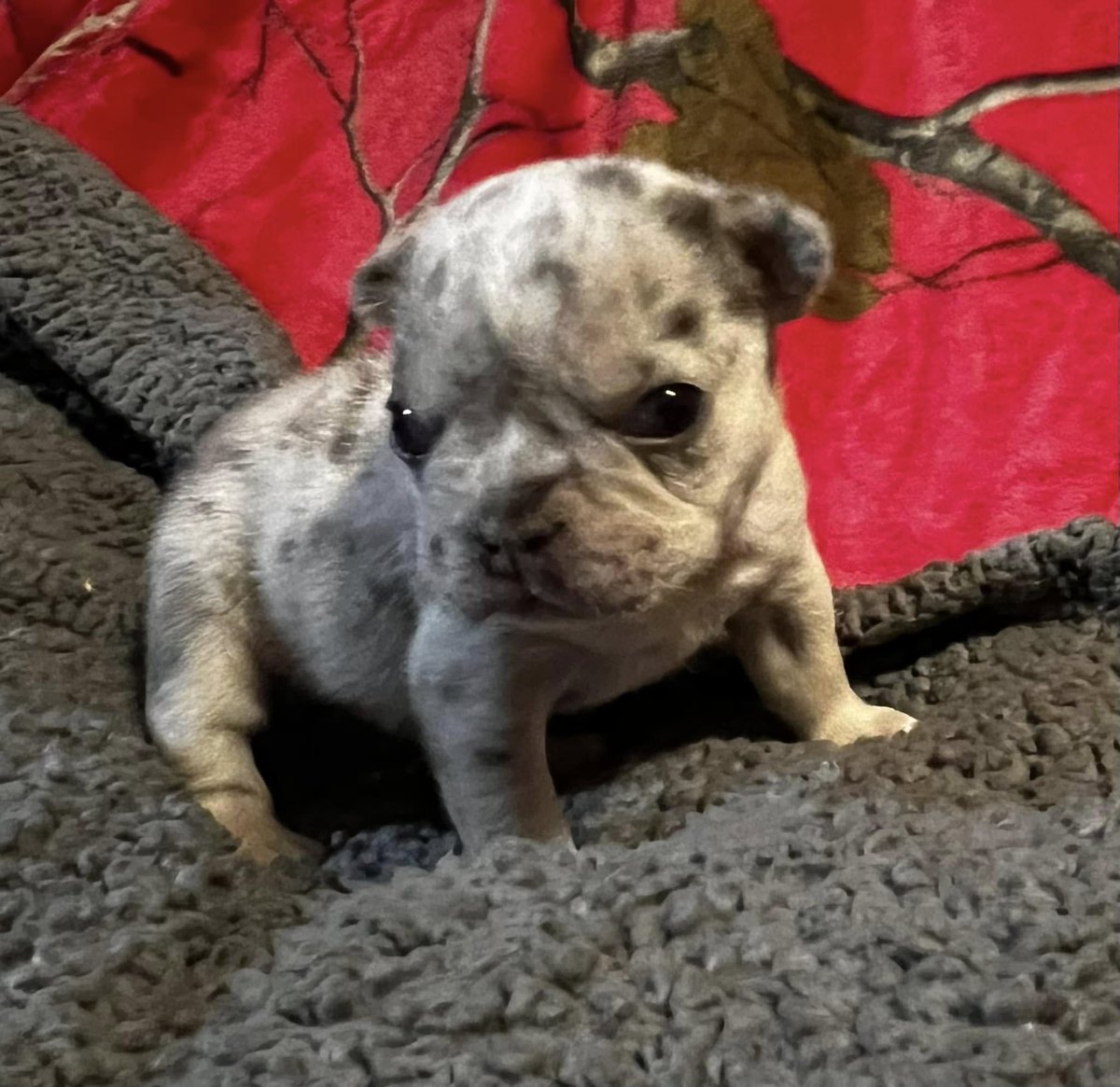 WarheadRising's tweet photo. 📣📣 Attention CRU Supporters! 📣📣

Cleft Rescue Unit will be featured on Good Day Rochester  with Chris Lopez throughout the entire morning show on Thursday, February 13th!
6:40 AM
7:05 AM
7:40 AM
8:05 AM
8:30 AM
Adorable puppies 🐶
Meet our amazing team, fosters, surgeons. https://t.co/7cbQji6olH