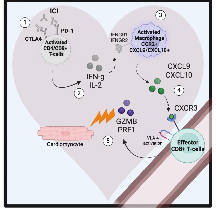 Proud to share this new pub from my lab - “Novel Therapeutic Approach Targeting CXCR3 to Treat Immunotherapy Myocarditis” ahajournals.org/doi/10.1161/.... Congrats to first authors <a href="/yuhsinvhuang/">Vivian Huang</a> and <a href="/yinsun96/">Yin Sun</a>. Our first foray into targeted therapy for this devastating condition