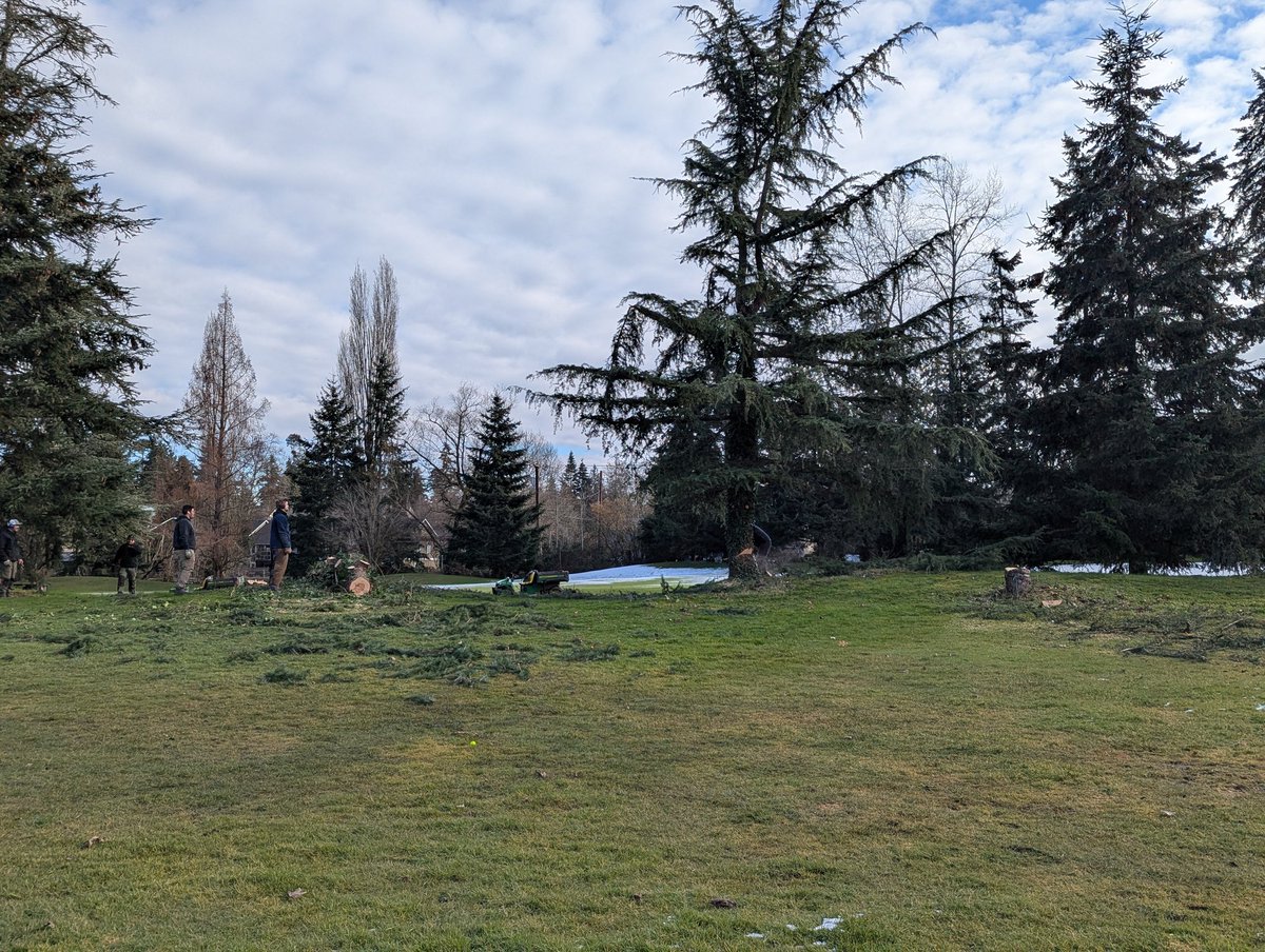 Selective tree removal at the back of the driving range.  These removals will soon be replaced by varieties more native to the area.