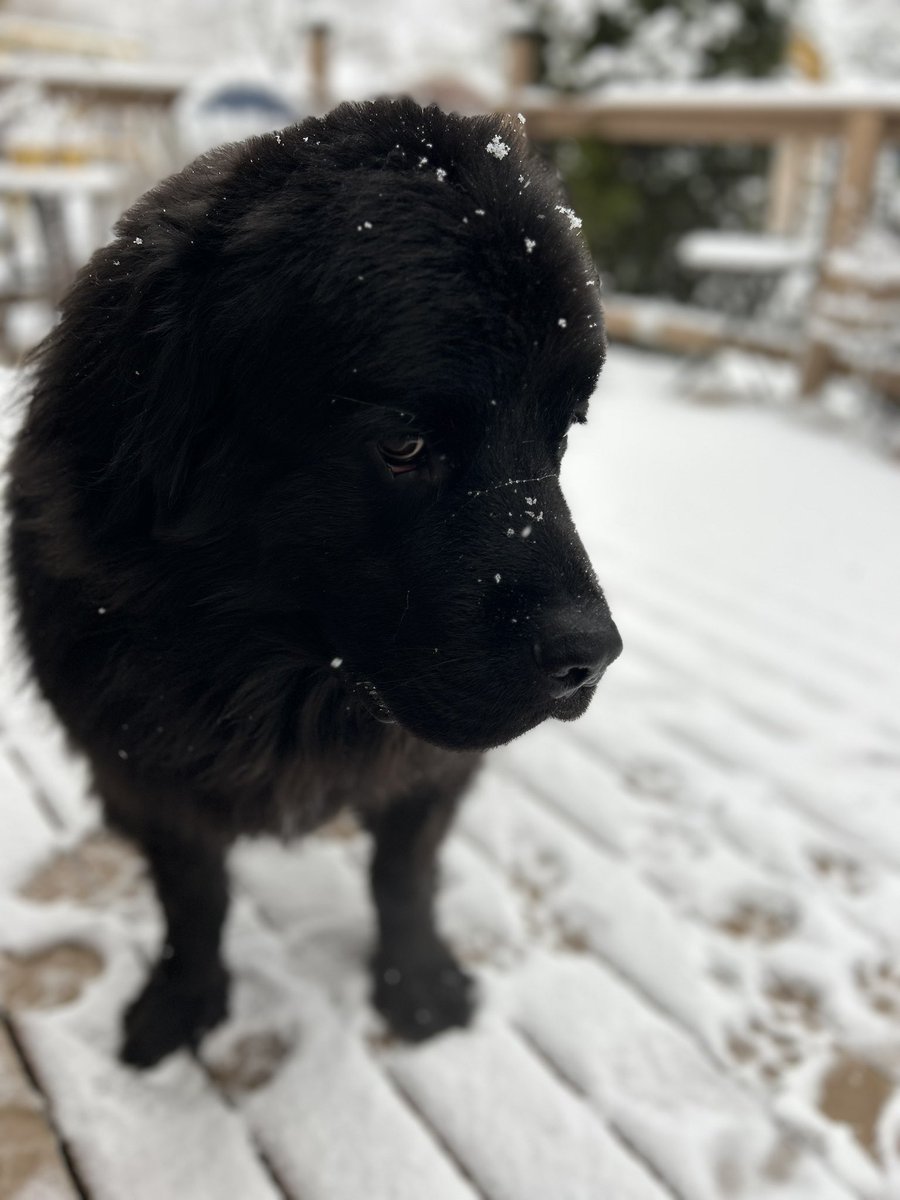 Gus the Newfoundland tweet media