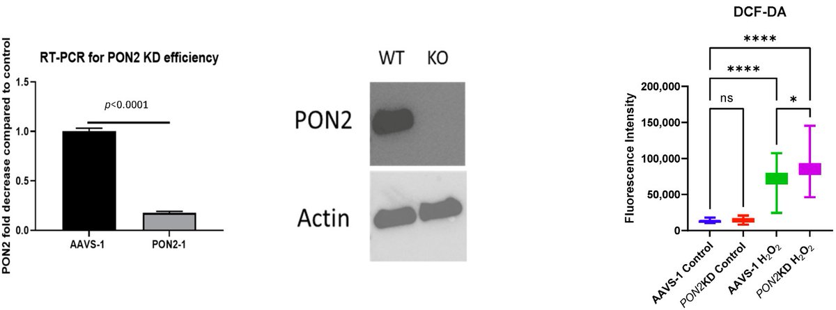 A new study published in Antioxidants sheds light on the role of Paraoxonase 2 (PON2) in defending airway epithelial cells against oxidant stress, offering potential insights for managing T2-low asthma—a challenging subtype with limited treatment options. hubs.ly/Q0368kDj0